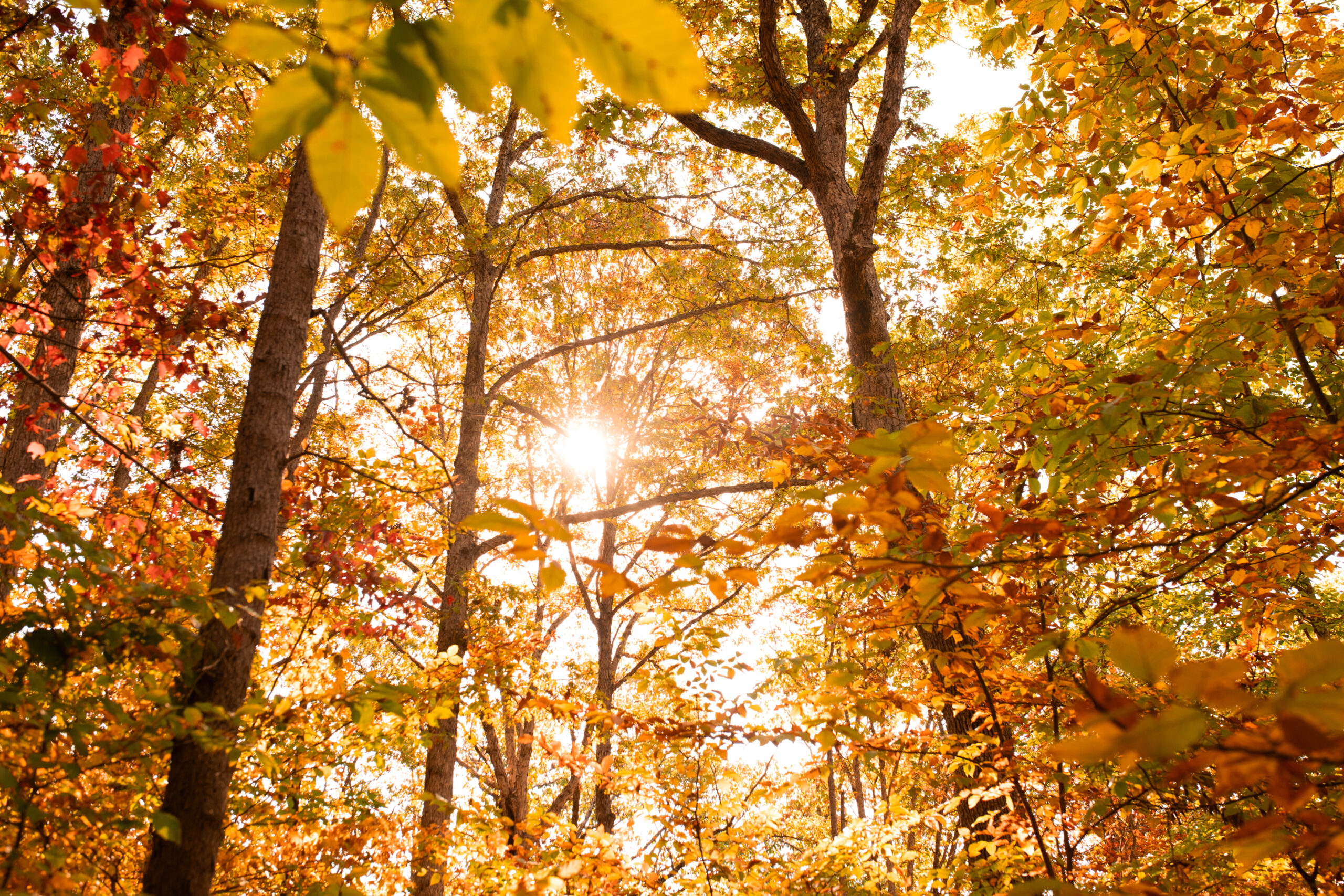 Navigating the Changing of the Leaves